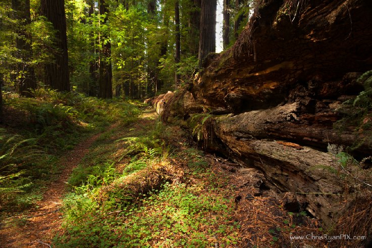 Redwoods Forest