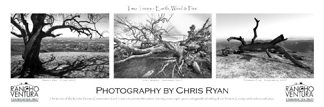 Two Trees over Downtown Ventura