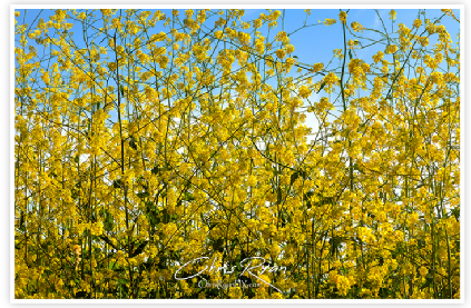 Wild Sunflowers in Oak Grove