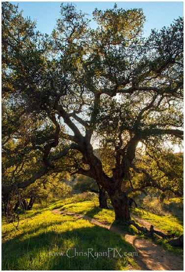 Beautiful Coast Live Oak Tree in Harmon Canyon of the Ventura hillsides