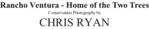 Rancho Ventura - Home of the Two Trees Conservation Photography by CHRIS RYAN