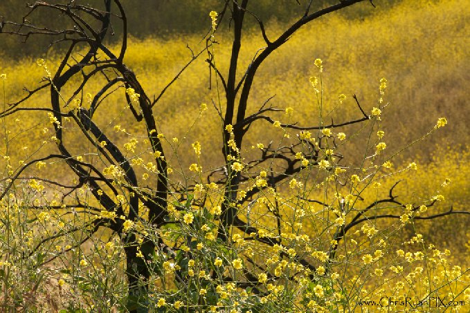 Wild Mustard Photograph
