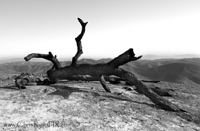 Historic Two Trees Ventura Photograph Thomas Fire Damage