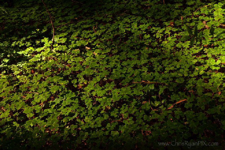 Redwoods Forest