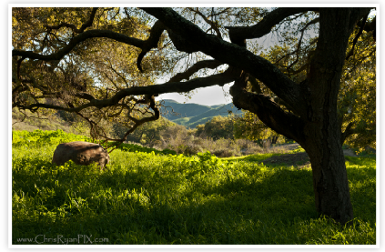 Rock and Tree in Shaded Hillside