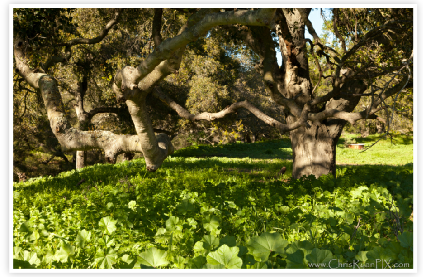 Horse Trough in Nature