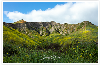 Rock and Tree in Shaded Hillsides