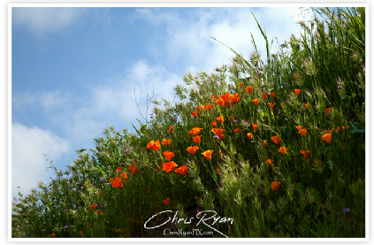 Sunflowers Ventura Hillside