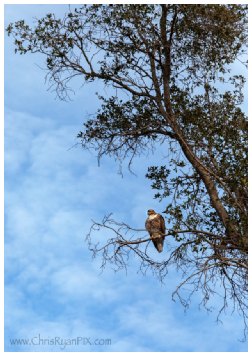 Harmon Hawk (Ventura)