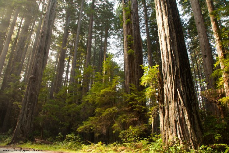 Redwoods Forest