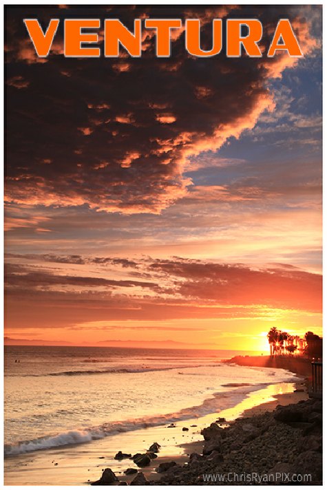 Allen's Hummingbirds in Nest during Feeding