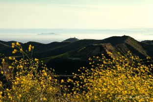 Two Trees Ventura Hillsides Channel Islands