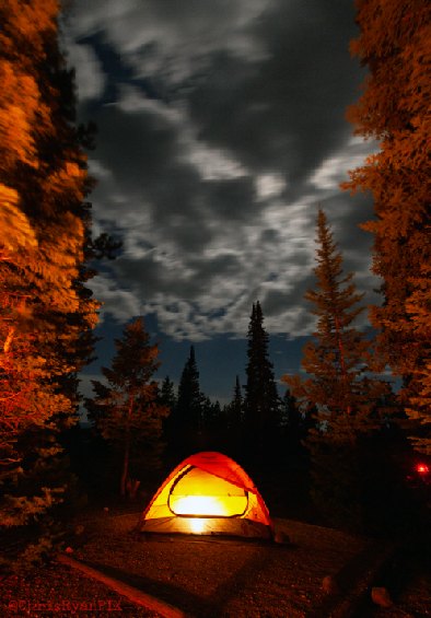 Redwoods Forest of Tall Trees