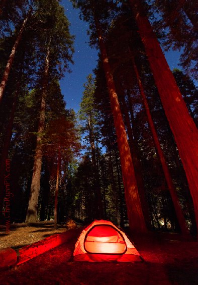 Redwoods Forest of Tall Trees