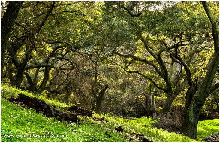 Coastal Oaks within Sexton Canyon of Ventura California