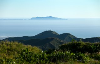 Two Trees Anacapa Channel Islands Downtown Ventura