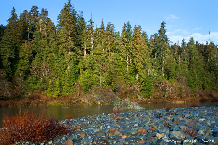 Redwoods Forest