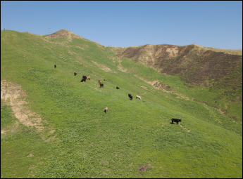 Aerial Photograph of Livestock using drone