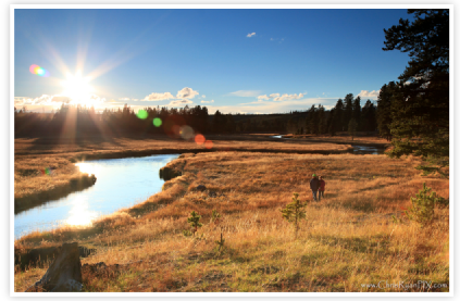 Yellowstone Meadow II by Chris Ryan