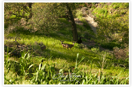 Creek under Shade of Tree