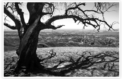 Two Trees (Eastern Tree) Ventura