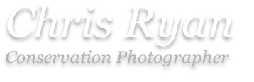 Chris Ryan Conservation Photographer