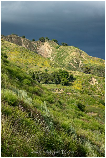 Rolling Green Hillsides in Ventura County